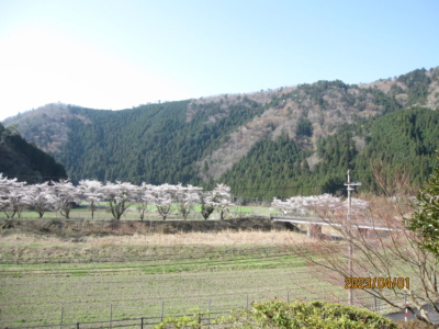 花見ついでに内覧下さい