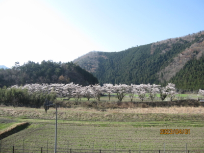 本件からの桜並木