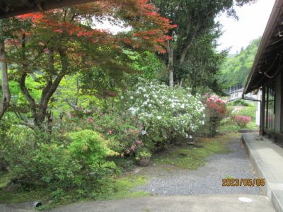 改修前の庭木　今も綺麗です