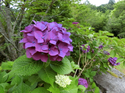 2024年6月の庭に咲いた紫陽花(外観)
