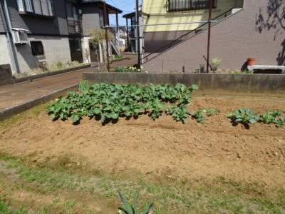 空き地には野菜栽培