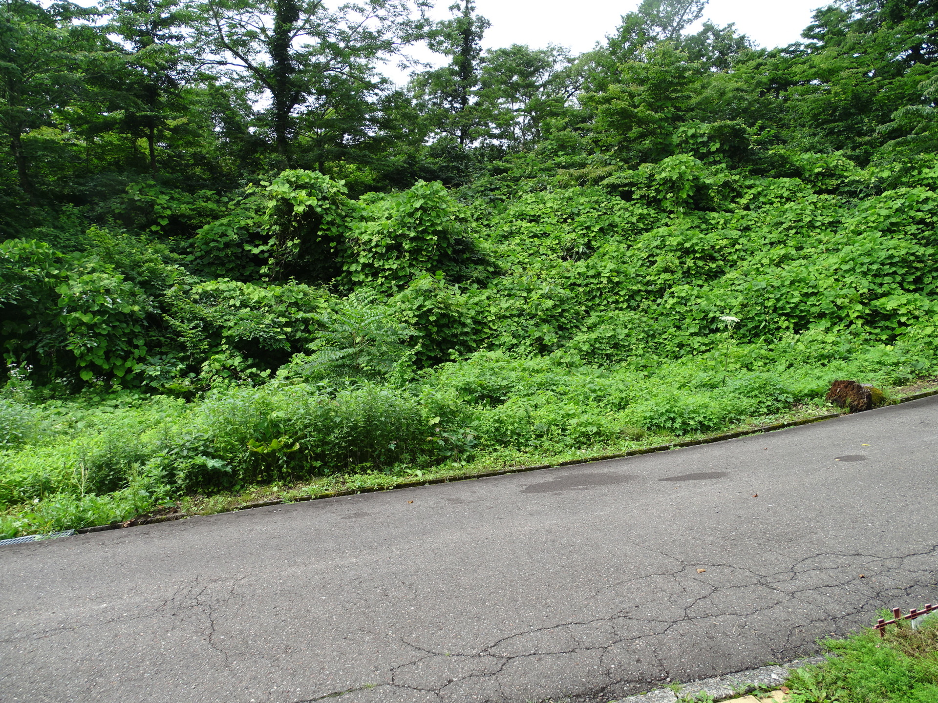 妙高山麓魅惑の別荘・ペンション用地 売れました 4