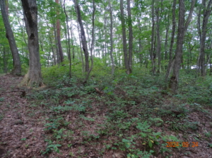 選りすぐり長野県野尻神山別荘売地