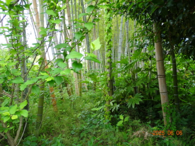 屋敷東側竹藪
