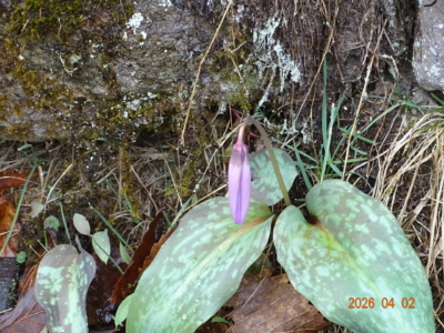 春先は建物の周りがカタクリの花が一端(周辺)