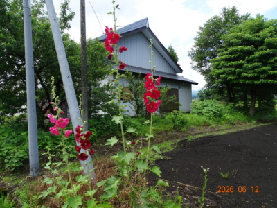 葵の花がきれいですね