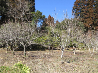 果樹園