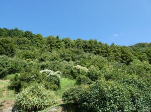 伊豆熱海の7787坪の山林