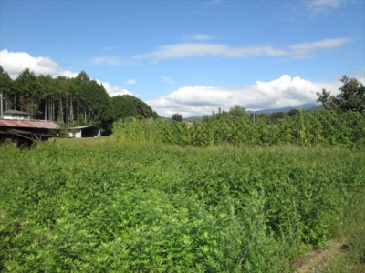 住宅の東にある家庭菜園畑(周辺)