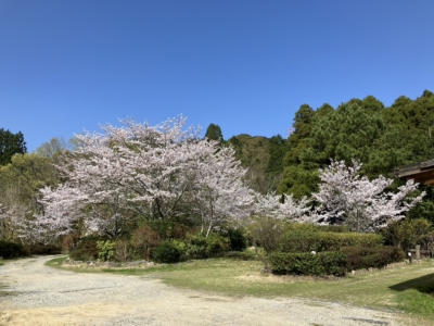 2024年4月の庭の桜(外観)