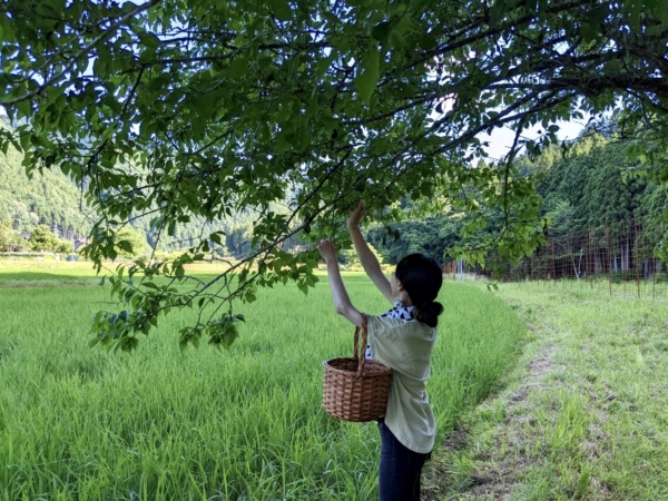 京都築150年の古民家暮らし：　梅の収獲