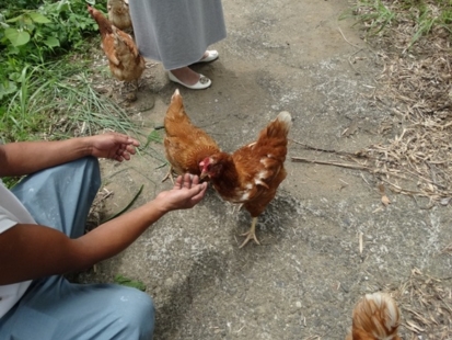 一日卵５ｹ付き鶏鳥５羽付 いなくなりましたごめんなさい