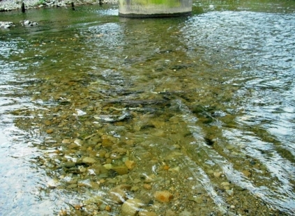 桑取川に遡上してきた鮭の群れ。