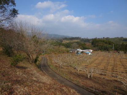 栗畑から家方向を見る。